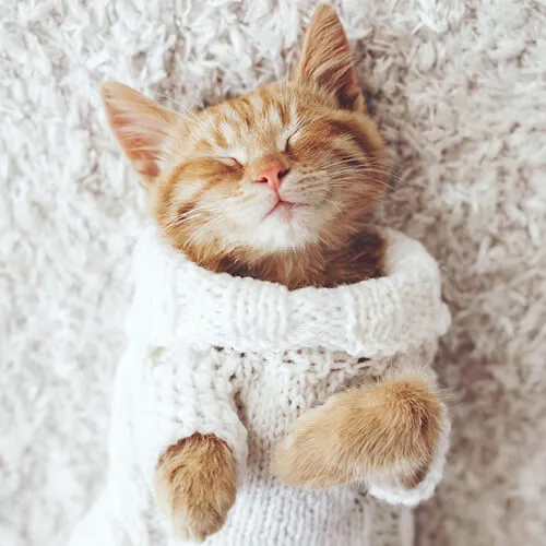 Pet perfect Carpet | Dehart Tile